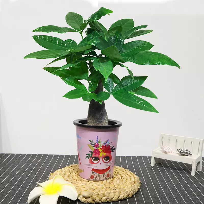 3、發財樹的花是什麼樣的圖片:發財樹開什麼顏色的花