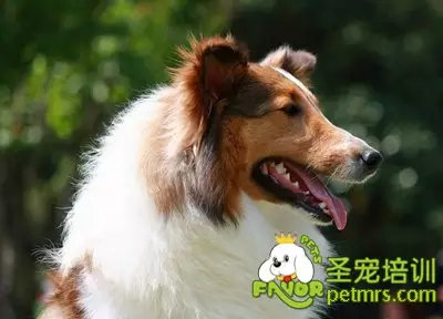 狗的八字婚姻要配什麼生肖：狗配什麼生肖結婚最好