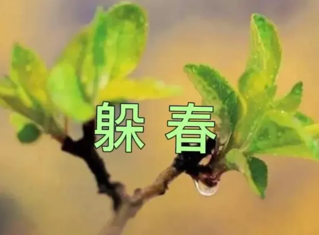 躲春的屬相是什麼生肖：2020年躲春的生肖