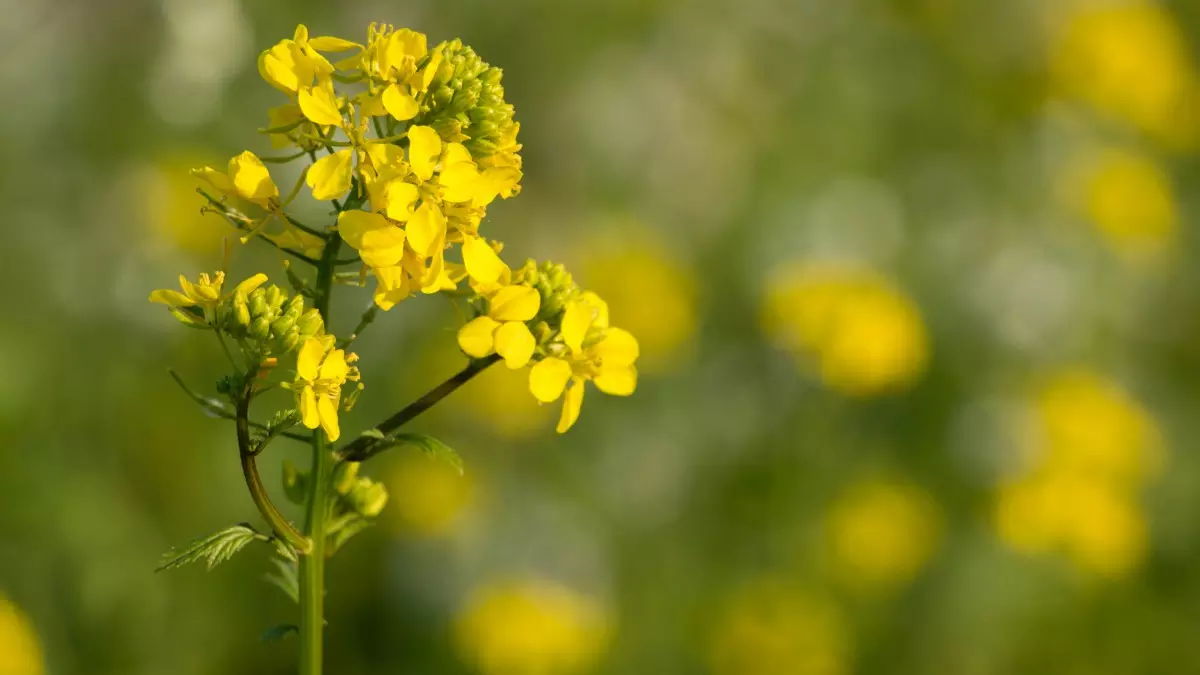 6、花草圖片大全:各種花卉的圖片