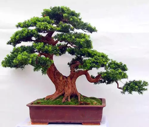 1、客廳最旺宅的大型植物:客廳放什麼大型植物好呢，1.5米以上的