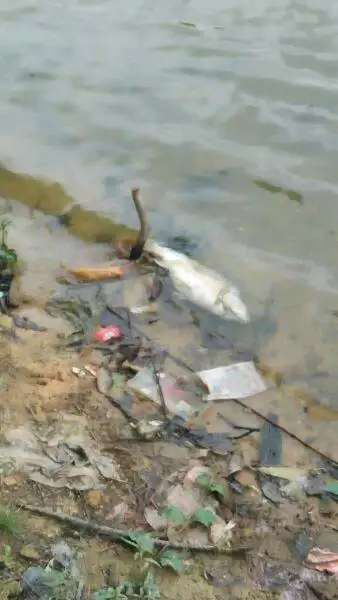 夢見好多死魚又活過來了：夢見里死魚