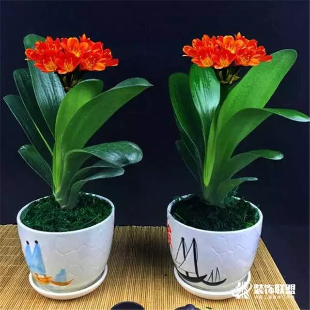 2、店裡放什麼植物旺財:店門口內可以擺些什麼植物招財