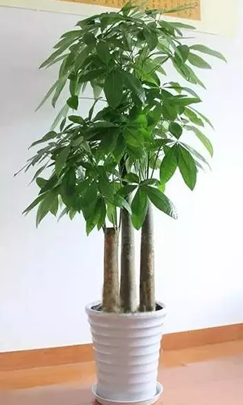 1、適合辦公室擺放的綠植:辦公室植物擺放風水有什麼講究