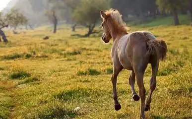 什麼屬相的動物最長命：十二生肖中什麼動物最長命