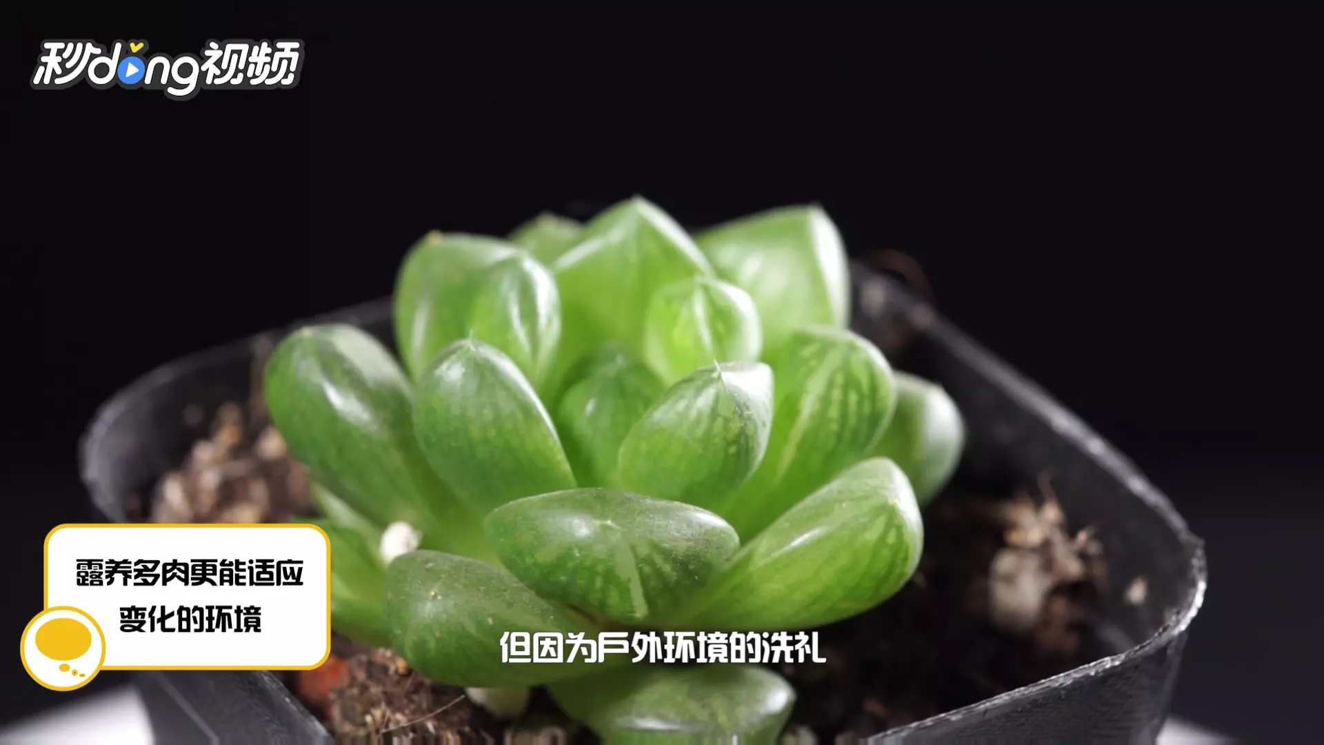 1、植物的養殖方法:植物唐扇介紹和養殖方法，唐扇植物怎麼養