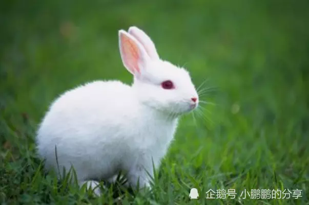 1、年4月2日出生的女人在年裡和真情人結婚嗎？