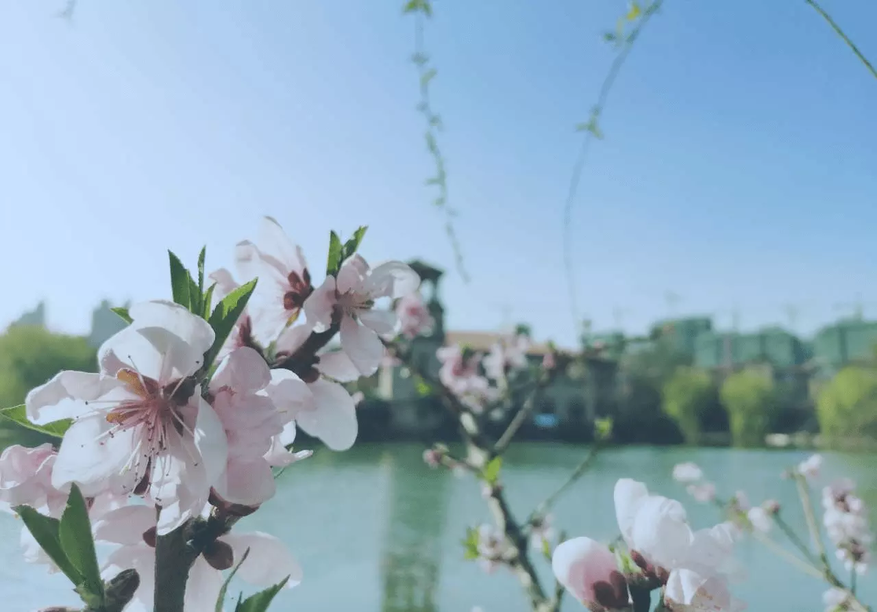 屬相今年是什麼生肖：年屬什麼生肖？