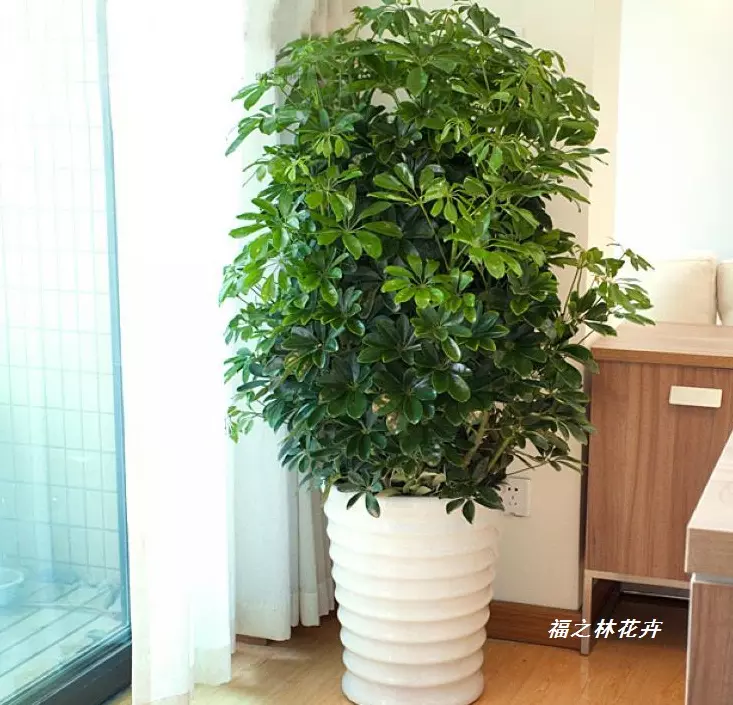 3、招財樹怎樣澆水和用肥:八方招財樹如何施肥