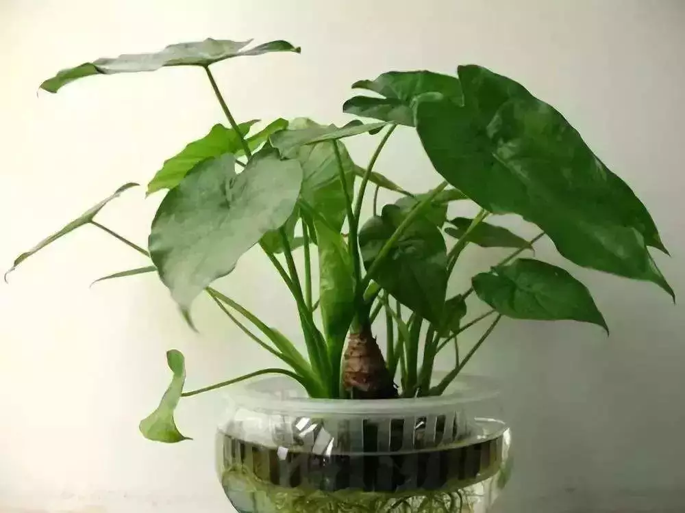 4、店鋪門前放什麼植物招財:門口擺什麼花風水好