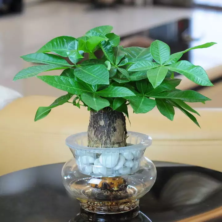 4、各種發財樹圖片大:發財樹的造型圖片