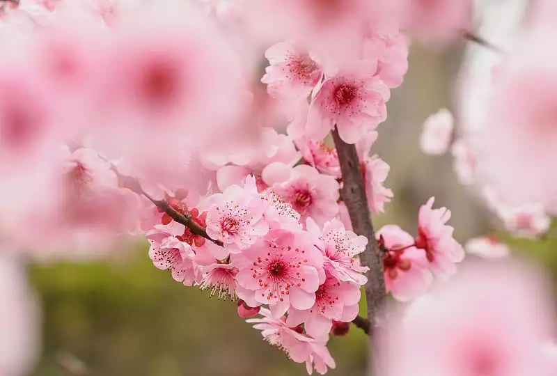 1、屬豬年爛桃花:屬豬年桃花貴人