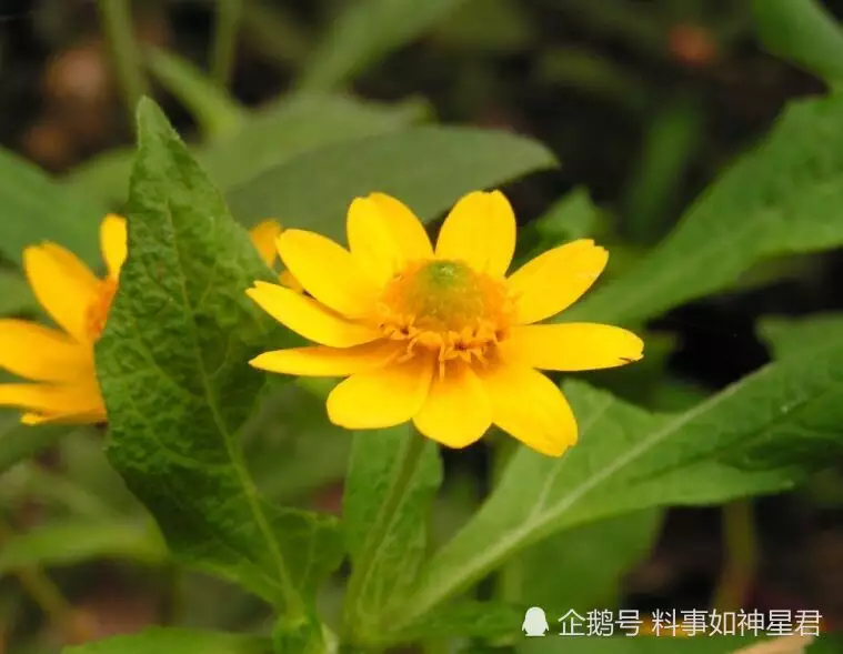 代表好運的名字帶財富：運氣財運好的微信昵稱