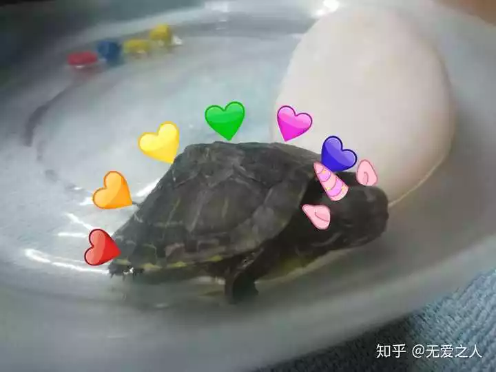 1、喜歡小烏龜的五種理由:作文小烏龜的習性和愛好50字