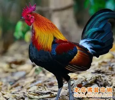 屬雞的今年娶親的話找什麼屬相的人當伴娘呀，什麼屬相的不適合呀