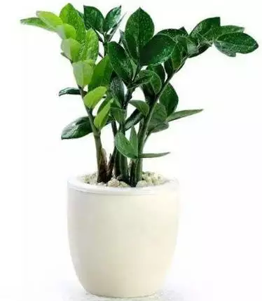 5、店裡面放什麼植物招財:店門口內可以擺些什麼植物招財