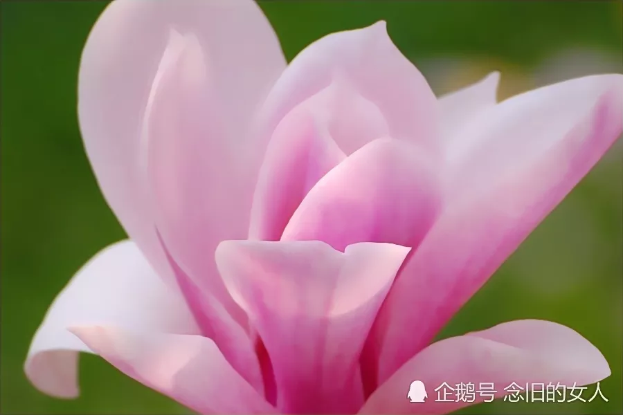 兔和哪個生肖事業上才會好：屬兔的和什麼屬相最配