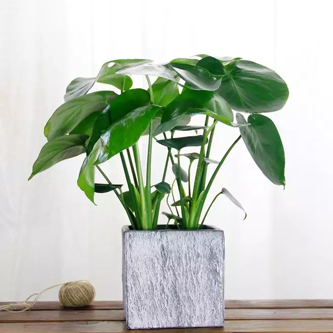 1、辦公室適合什麼植物:辦公室可以養什麼植物
