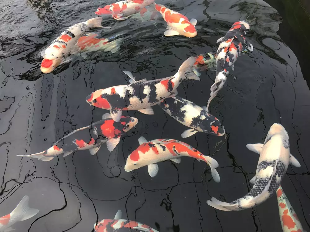 錦鯉養幾條最吉利屬相：錦鯉養幾條最招財?魚算不算其中一條?