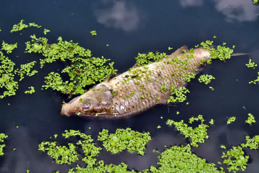 夢見好多魚死了又活了：夢見好多魚有活的死的 又抓到兩條大的？