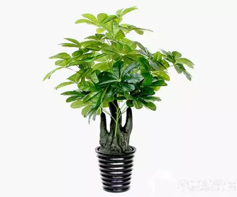 1、招財鎮宅的花植物有哪些:哪些植物可以辟招財？