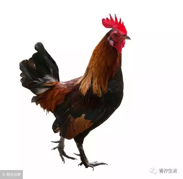 年屬雞男的命運：69年屬雞的年命運好不好