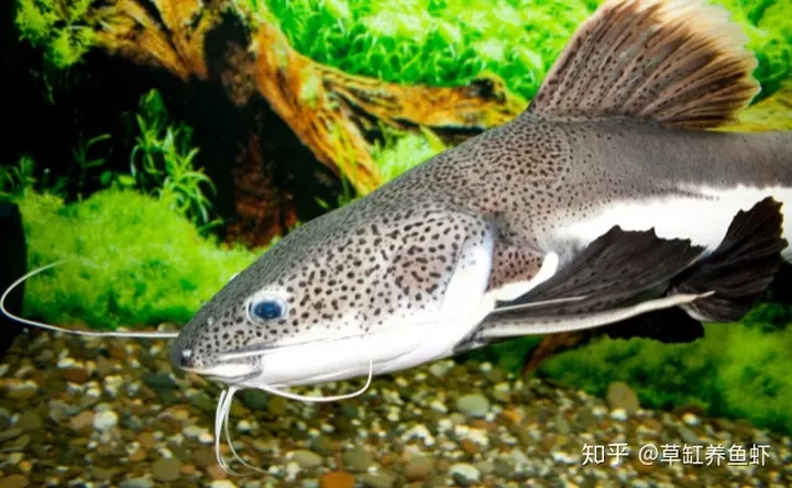 3、招財貓魚怎麼養比較好:招財貓魚該如何養請高手詳細解答