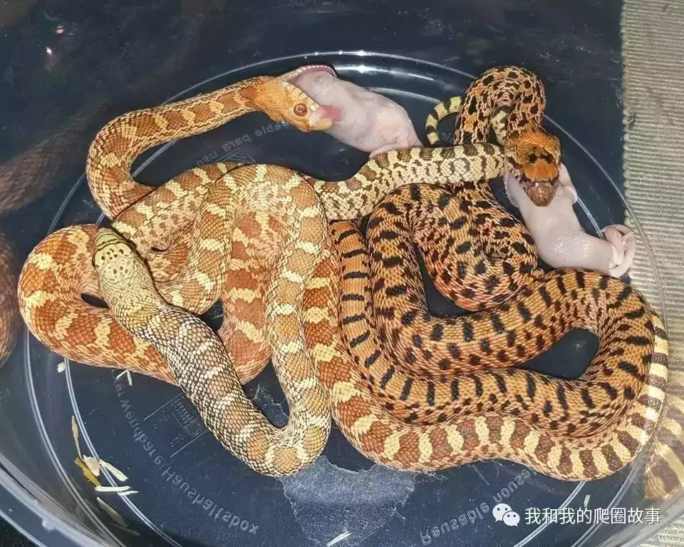 2、8月虎與3月蛇婚配如何:屬虎和屬蛇的婚配好不好