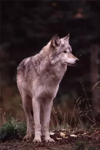 屬狼的人適合養什麼屬相：哪些屬相不適合養小動物？