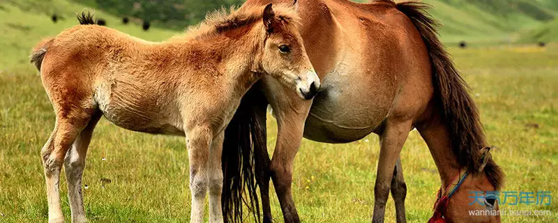 4、姓馬家和姓曹家能否婚配:男的姓馬,女的姓曹可以娶親嗎