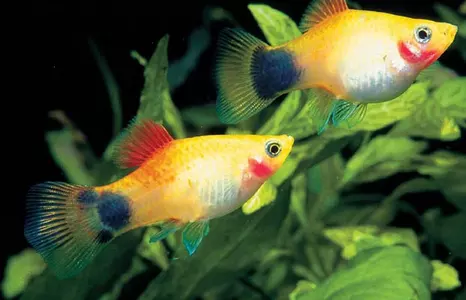 女人夢見抓很多魚是什麼意思：做夢夢到自己捉了好多魚，是什麼意思？