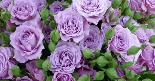 屬狗的養什麼花最旺財：屬狗的人辦公室養什麼花最旺財