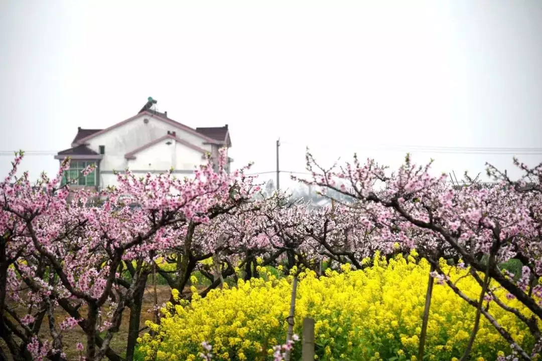 桃花運將至的十大徵兆：走桃花運有什麼徵兆嗎?