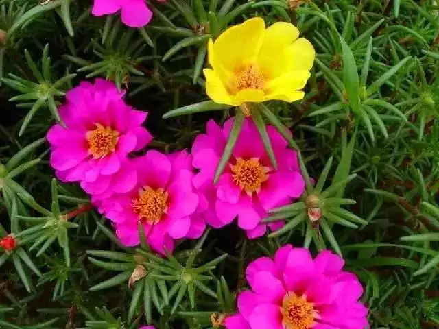 3、鮮花的品種圖片和花名:鮮花品種大全,鮮花圖片大全