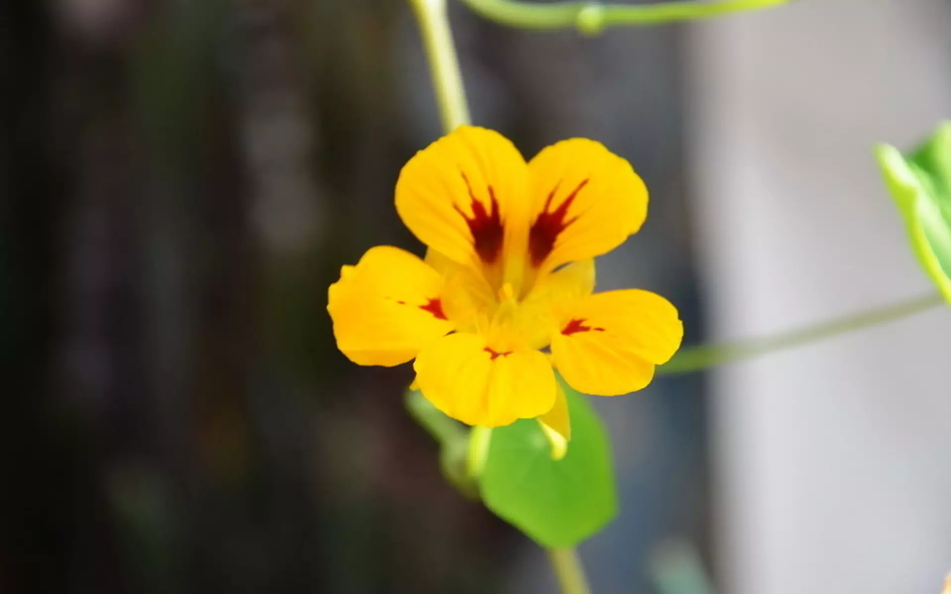 10、花草圖片大全:花卉圖片大全