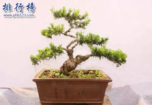 2、辦公室招財辟的植物有哪些:哪些是適合自己的辦公室風水植物