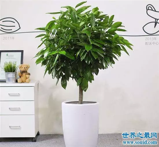 2、家裡放什麼植物可以帶來好運:擺放哪些植物能給家人帶來好運呢?