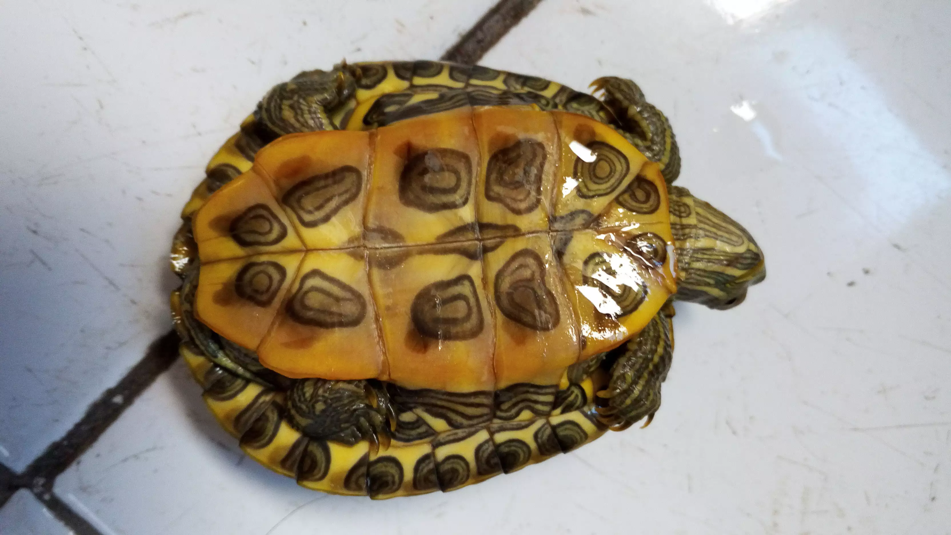 適合家養的大型龜陸地：新手養什麼陸地龜比較好？