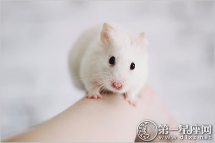 鼠目寸光不靠譜的屬相：鼠目寸光看不遠是什麼生肖