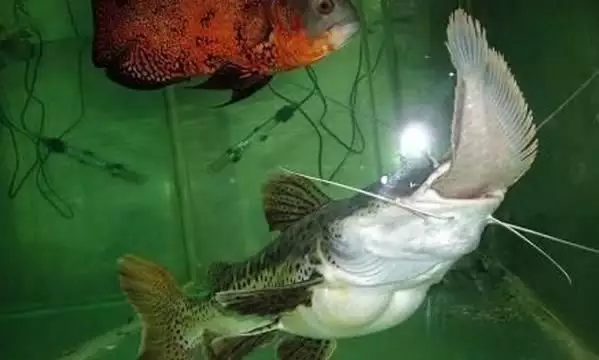 3、招財貓魚能長多大:招財魚一般能長多大