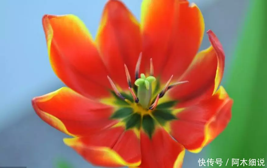 屬猴男配什麼屬相最旺：男屬猴是和什麼屬相最合適？