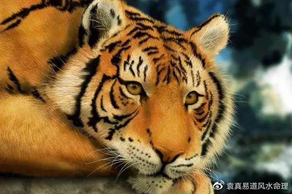 屬虎男在年的運勢：屬虎的今年運勢