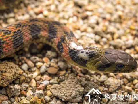 5、屬蛇人年幸運色:65年屬蛇的幸運色是什麼