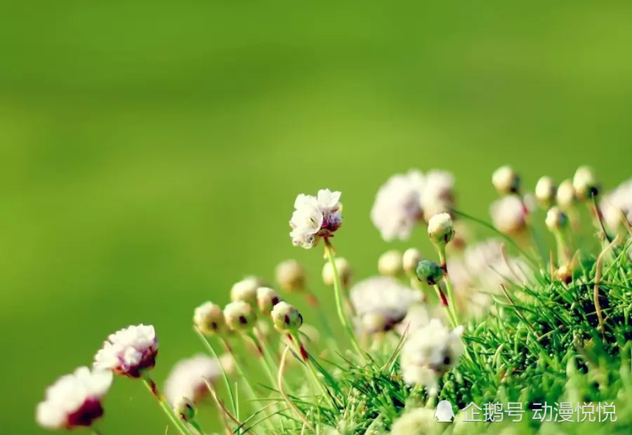 屬相桃花運数字如何確定：怎樣看出一個人有沒有桃花運？