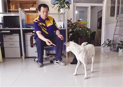 屬狗男找屬雞對象什麼屬相好：屬狗的男人和屬什麼的女人最般配啊？