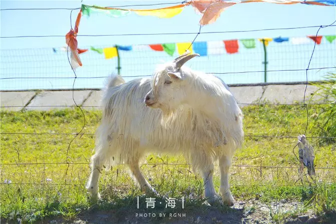 2、牛羊相配大吉:婚配生肖怎麼配