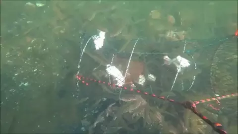 夢見水裡一群黑色的魚在成群的游,其中一隻黑色的魚...