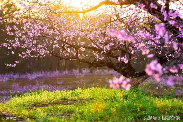 4、測試你近期的桃花運:有什麼方法能測試出你新年的桃花運怎麼樣？