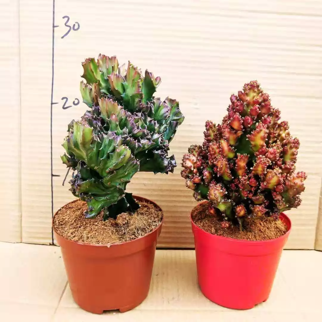 1、大型植物圖片:大型老樁植物圖片及名稱看