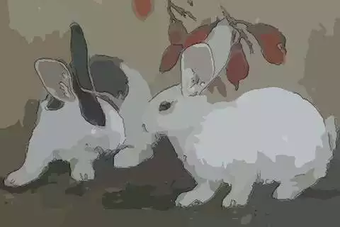 1、屬兔今年運勢年運勢:屬兔的今年運勢怎麼樣
